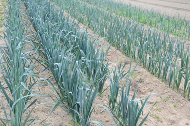 De nouveaux projets au jardin