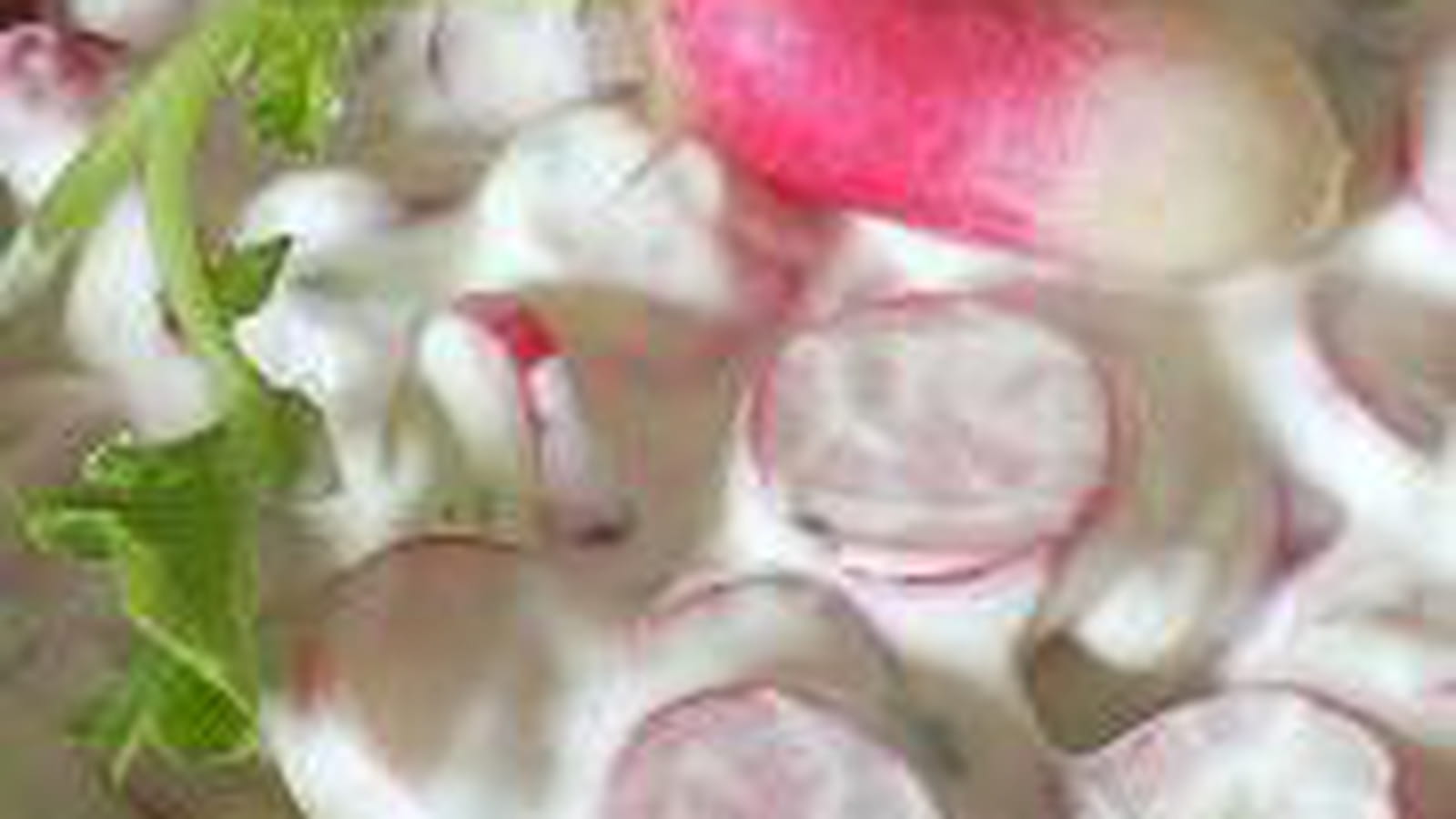 Salade de radis roses aux herbes fraîches