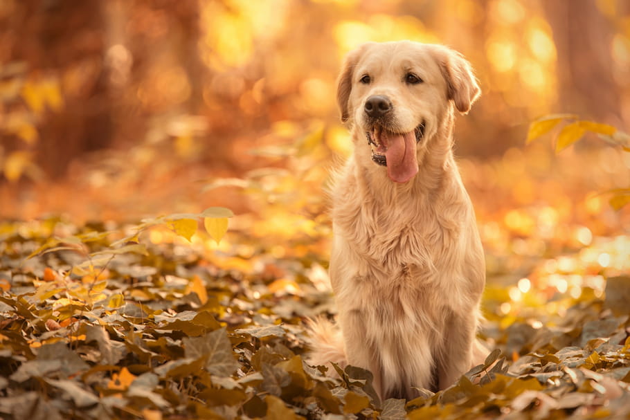 Golden Retriever