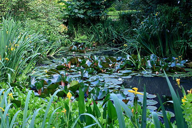 Le repère des tritons et grenouilles