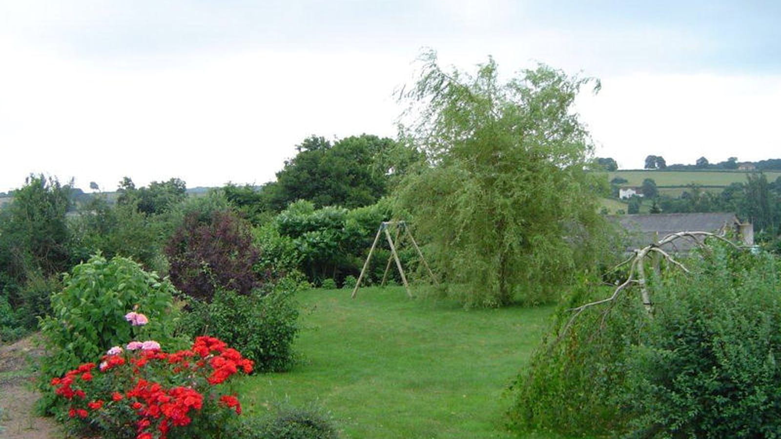 Saule pleureur