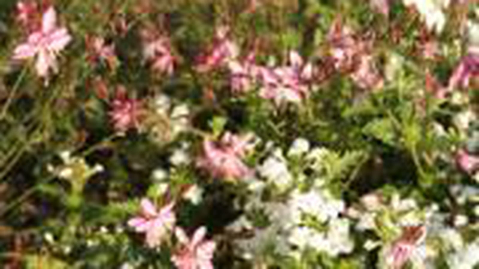 Gaura lindheimeri