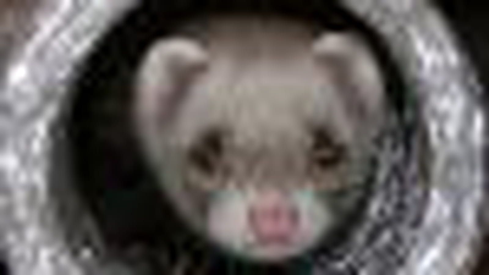 Furet