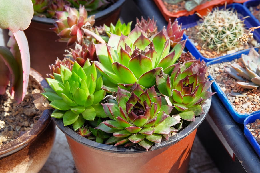 Aeonium