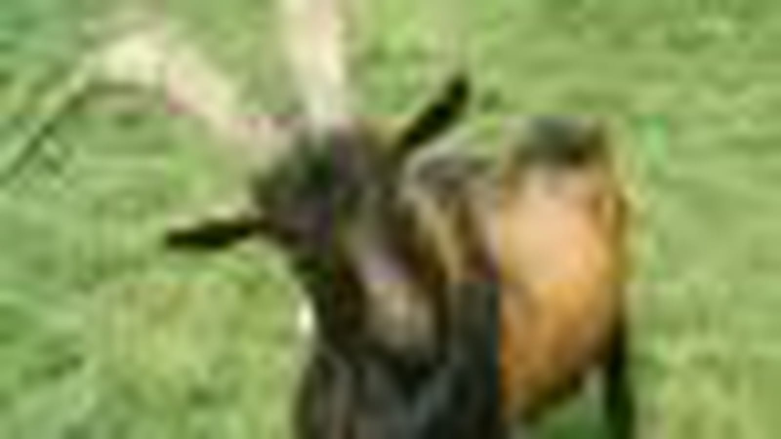 Le bouc