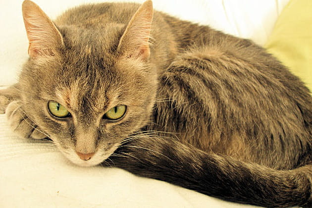 Maya, le calme avant la temp&ecirc;te