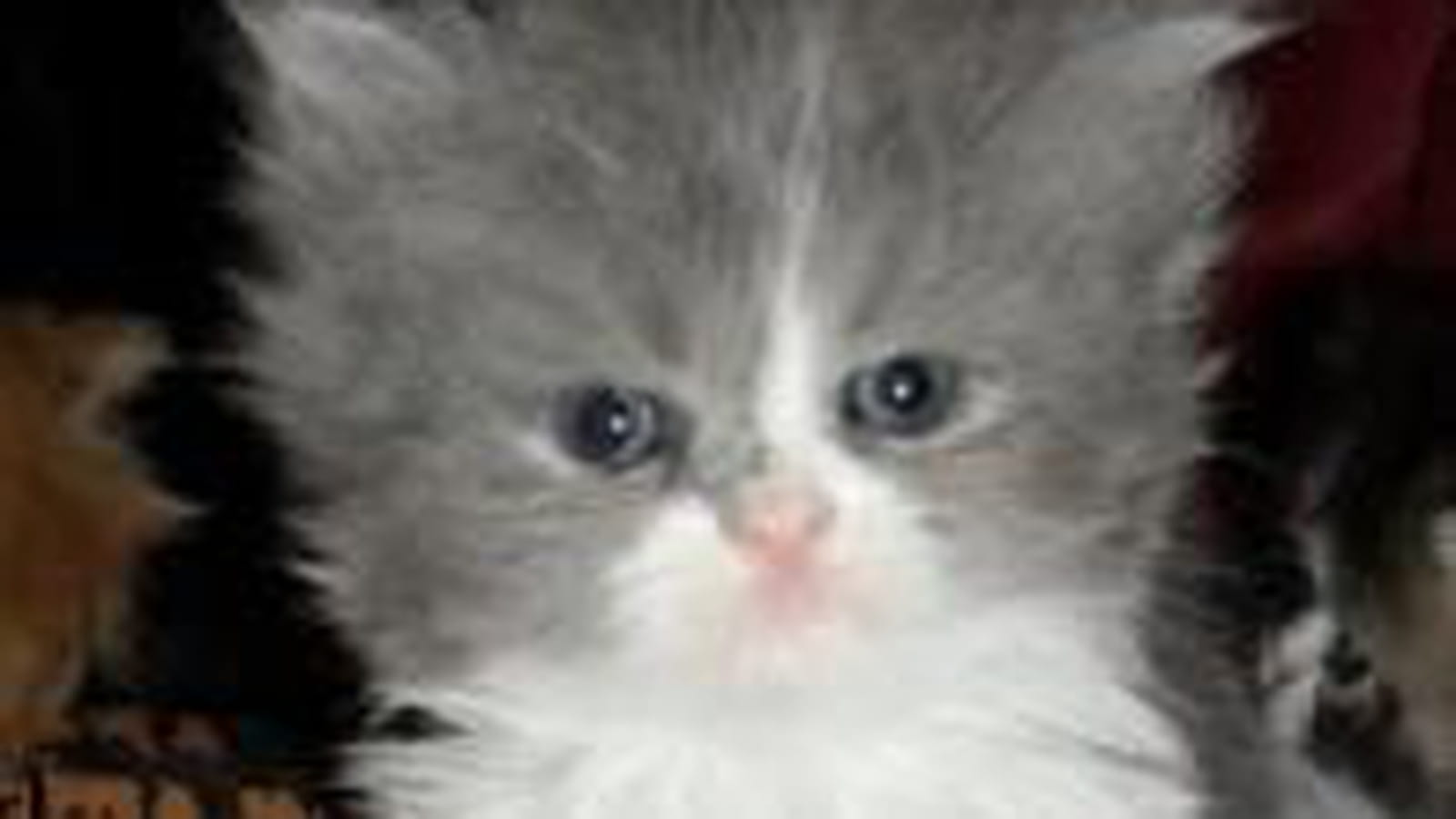 Boule de poils