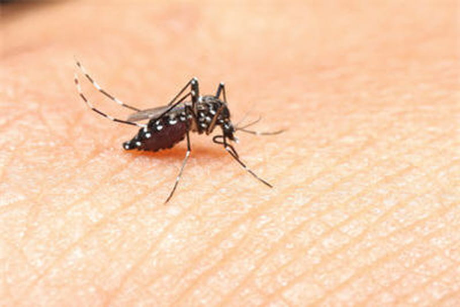 Chikungunya : risque d'épidémie cet été dans le sud de la France
