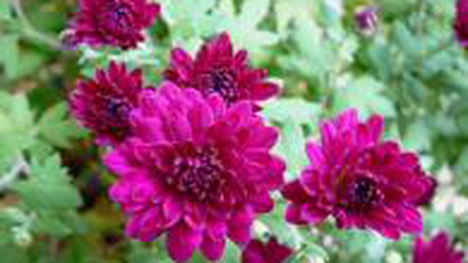 Chrysanthèmes rose