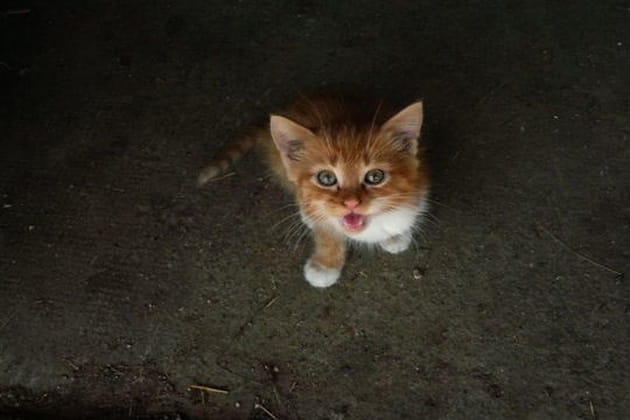 Quel clown ce caramel&nbsp;!