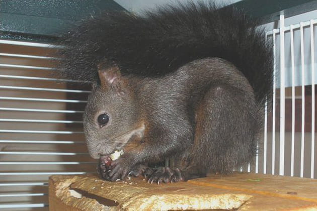 Un écureuil roi de la pop