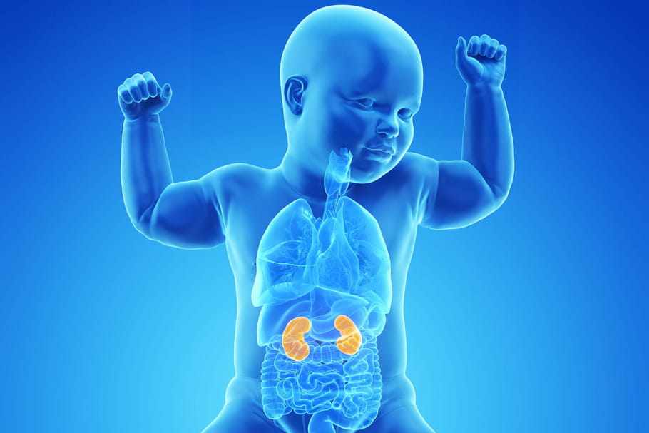 Dilatation pyélocalicielle : causes, quels risques pour le bébé ?