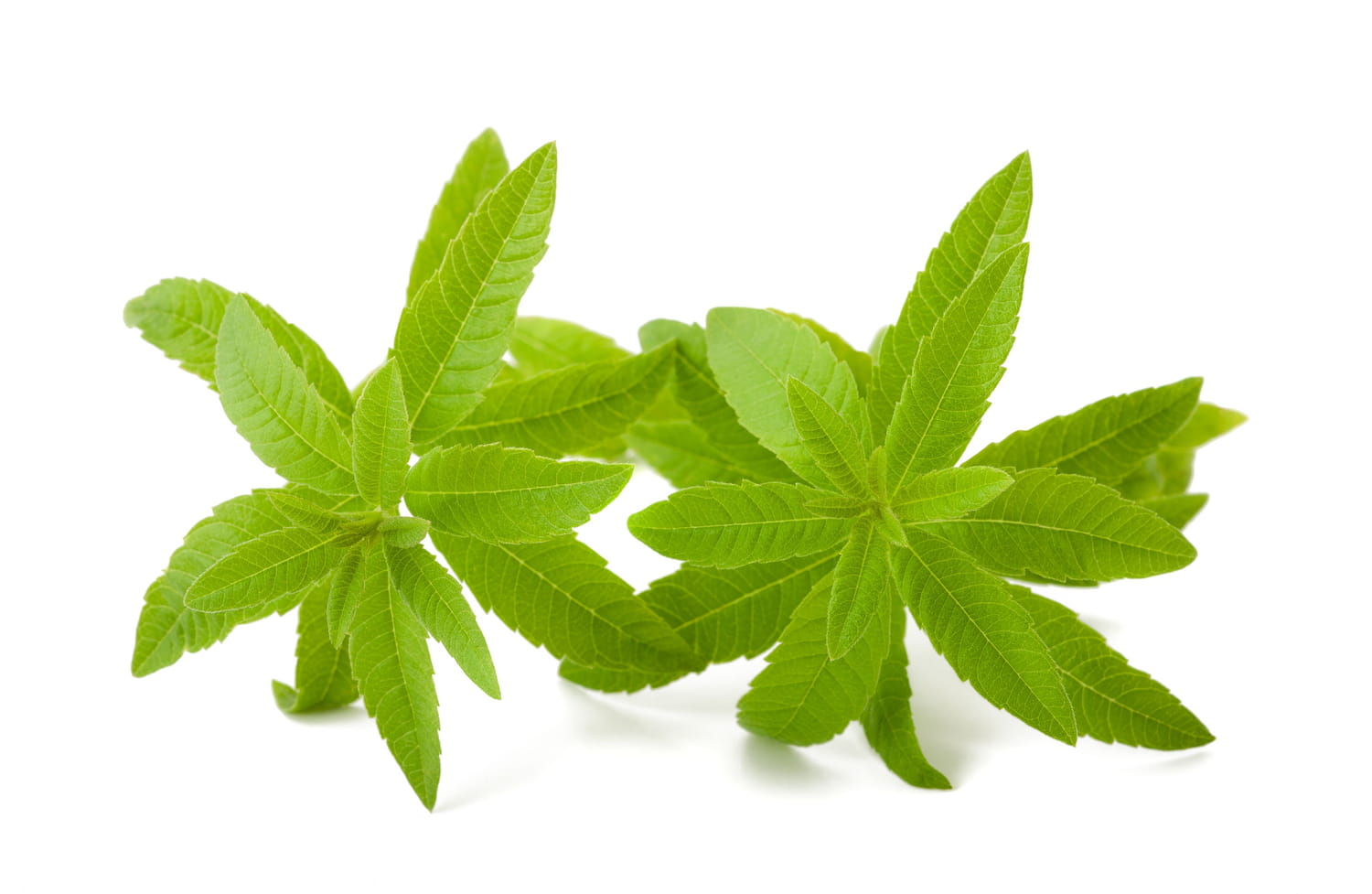 Verveine