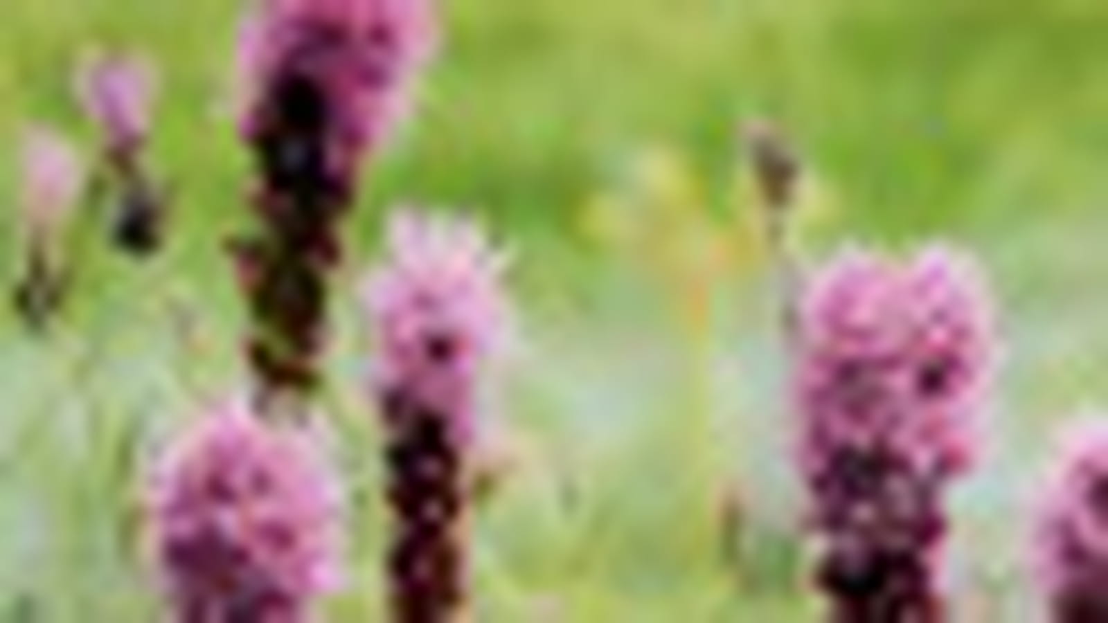 Liatris