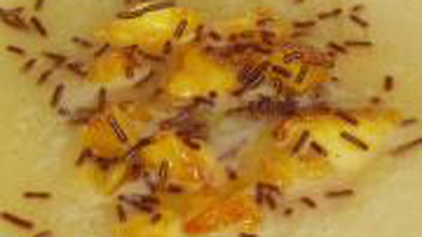 Velouté pomme-poire vanille