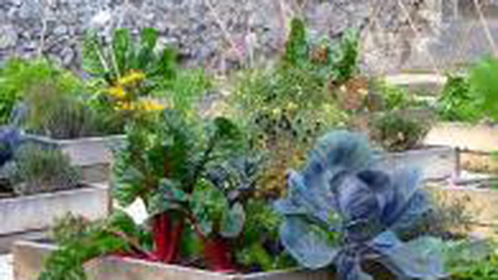 Potager du château des Allues