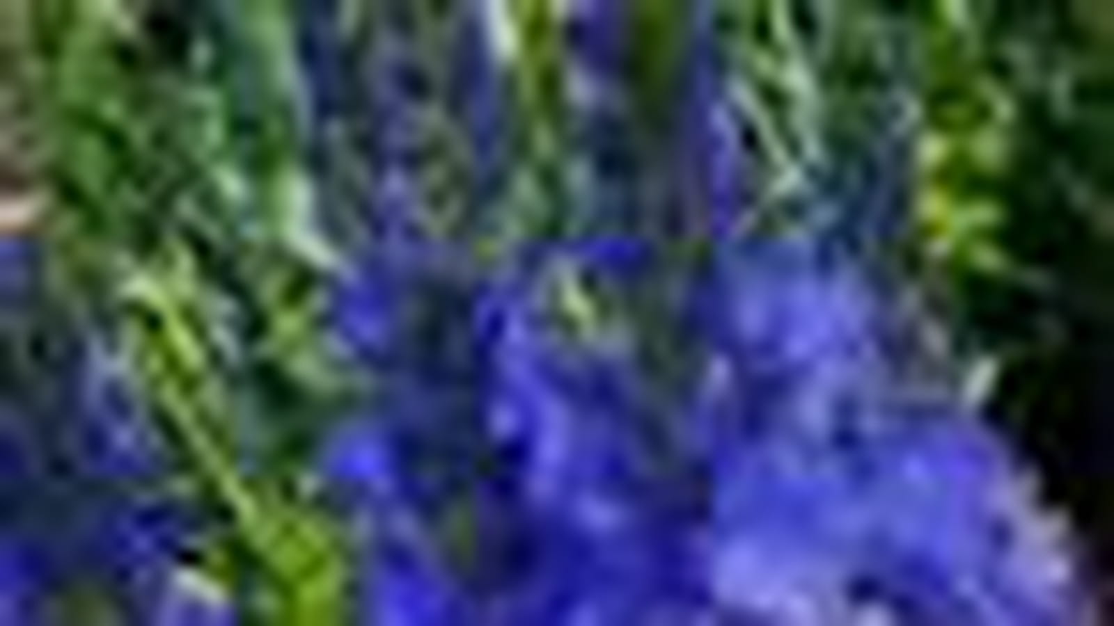 Variété ancienne