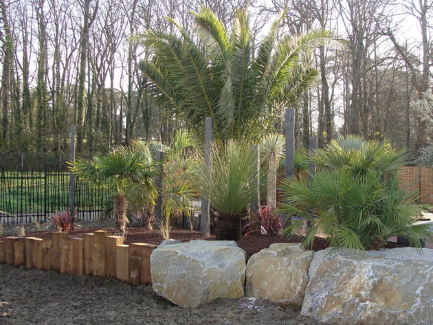 Un massif de palmiers