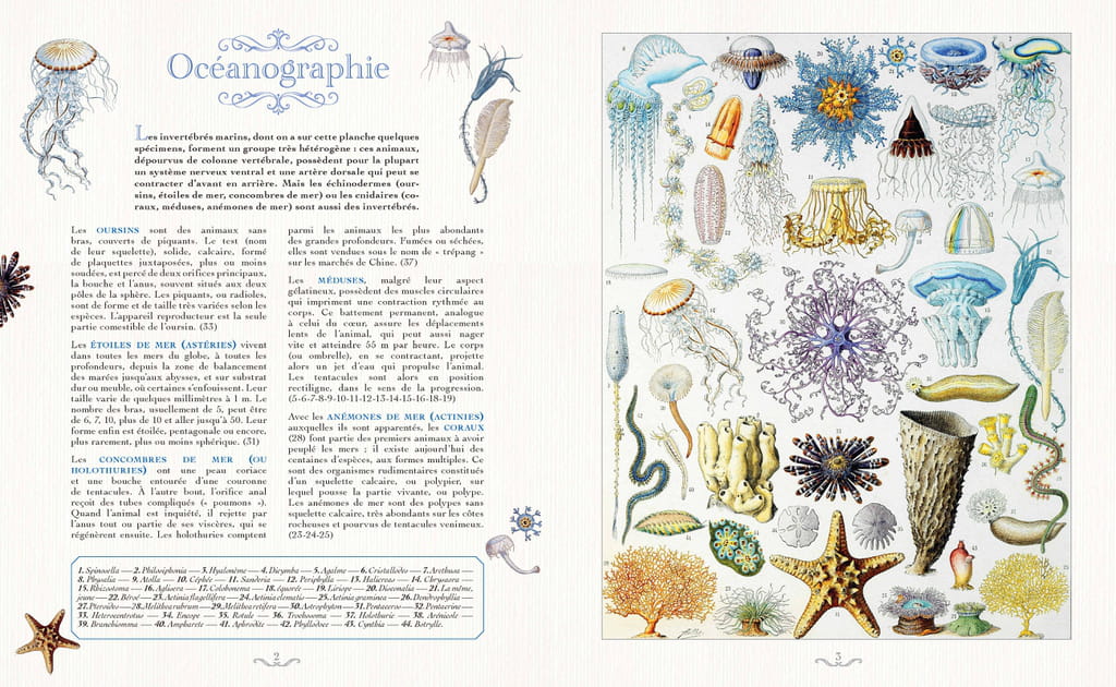 Beau Livre Planches Insolites Larousse, 170&nbsp;ans de tr&eacute;sors