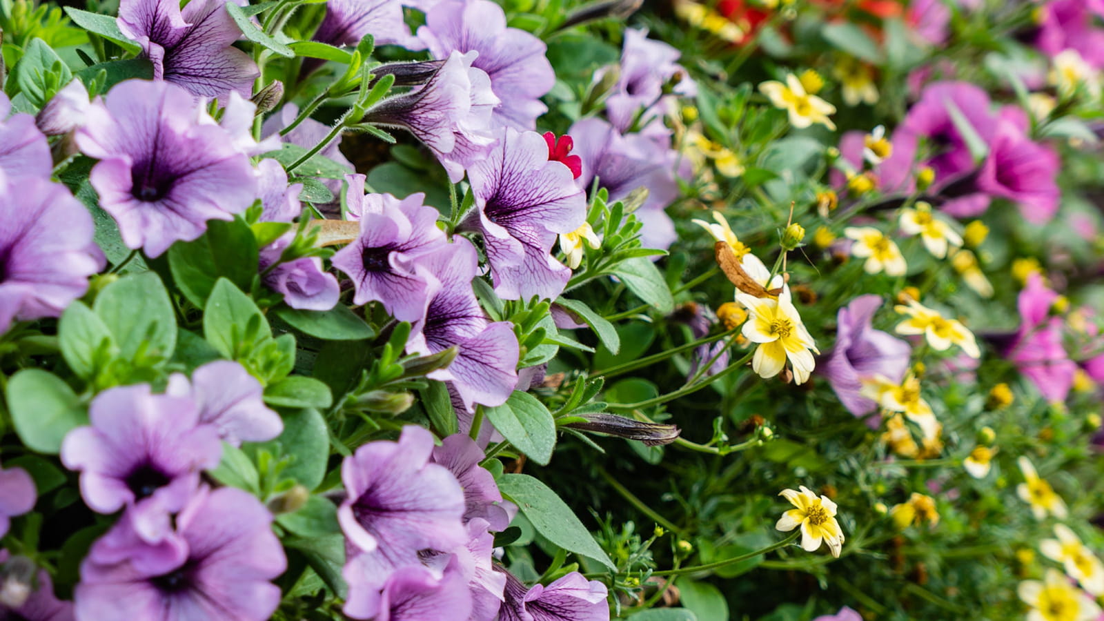 Pétunia