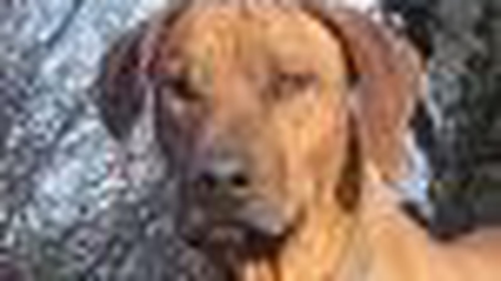 Rhodesian ridgeback