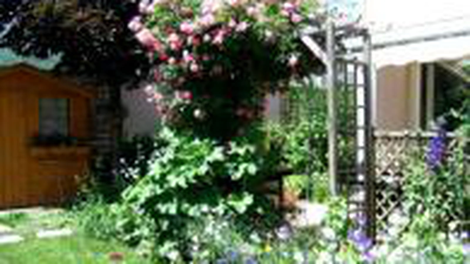 Rosier grimpant