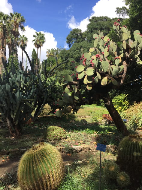 Le jardin des cactus