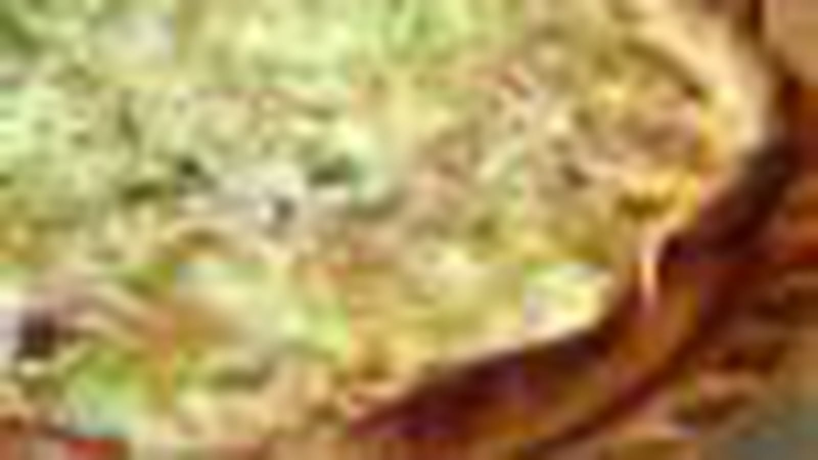 Courgettes