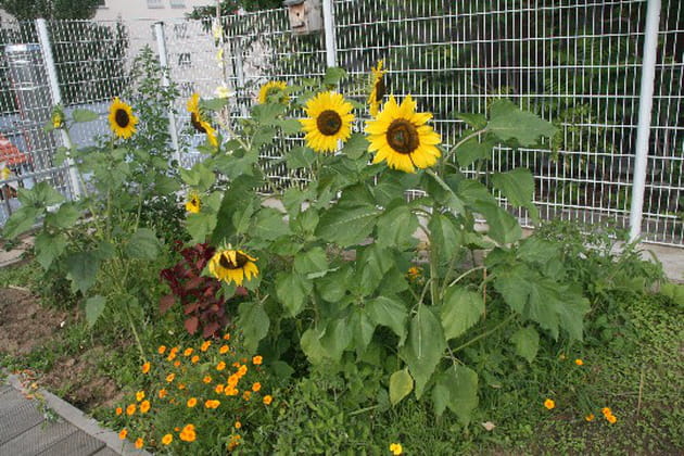 A la recherche du soleil