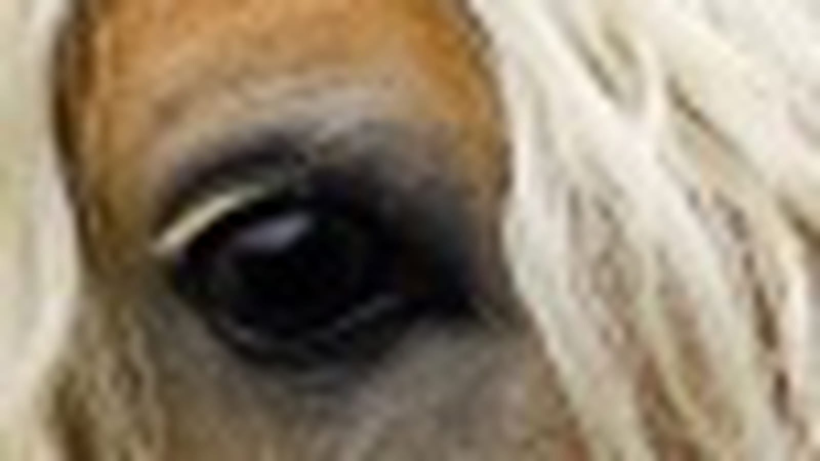 Le regard