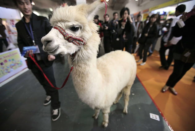 alpaga eugene hoshiko ap sipa