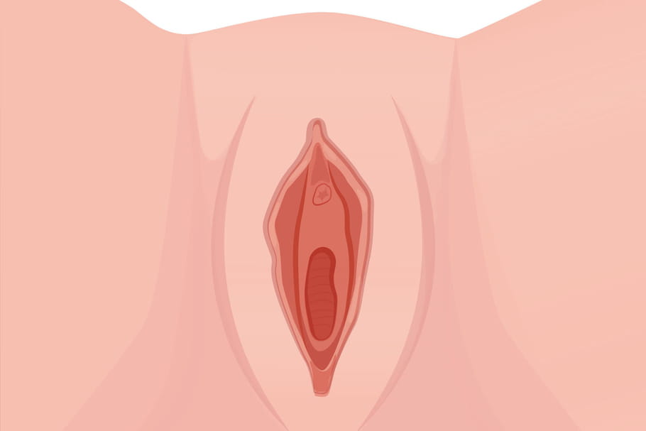 Vulve : anatomie, rôle et maladies associées