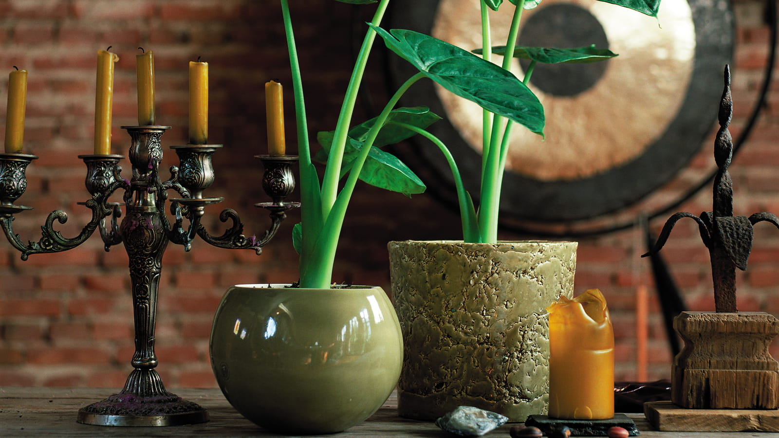 Alocasia Calidora