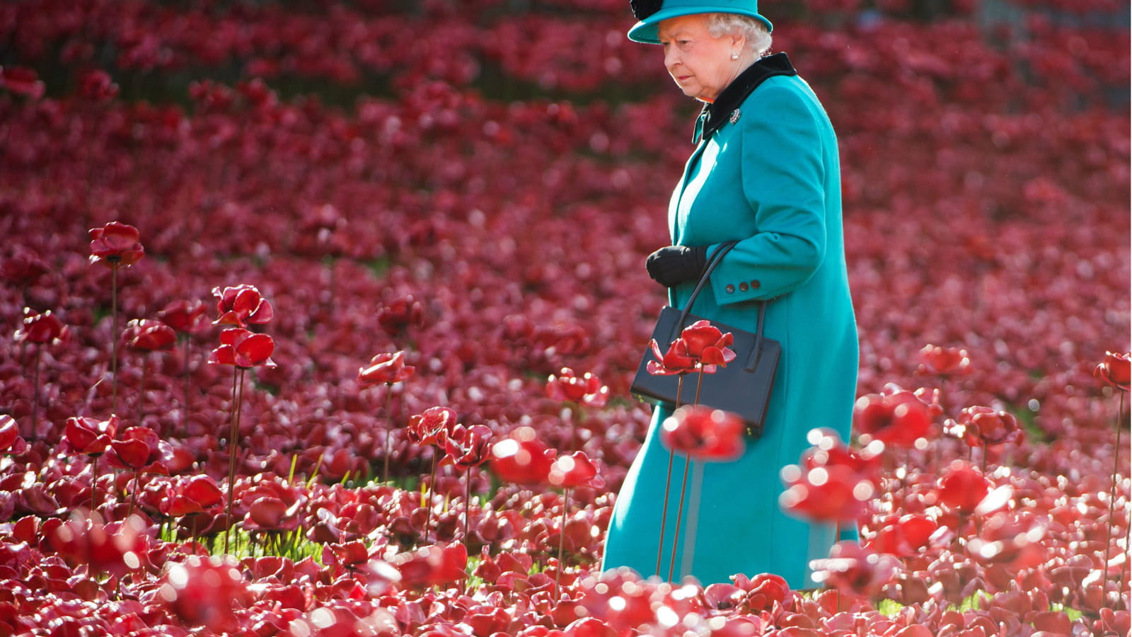 Dans un champ de coquelicots