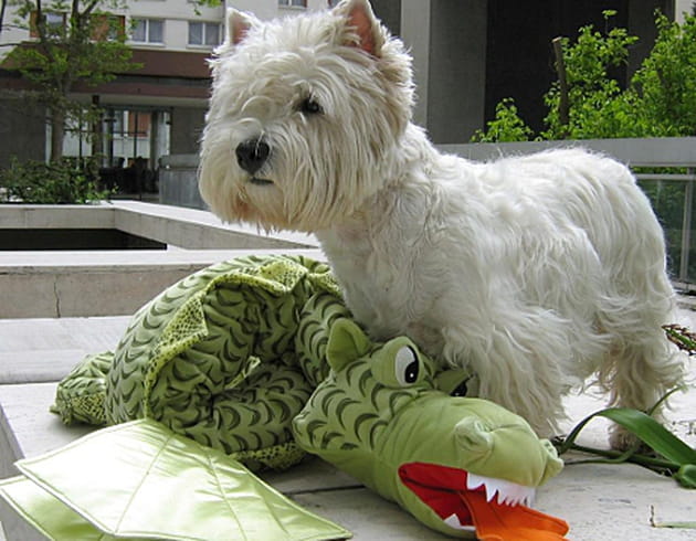 Margot contre le dragon