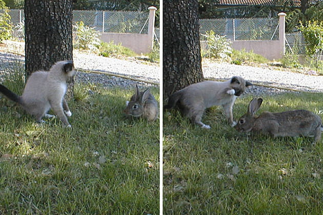Les premiers jeux de Jules et Geisha