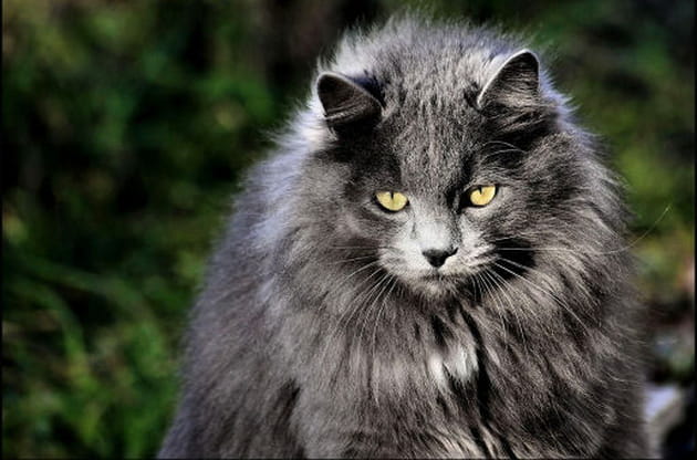 Imperturbables pachas