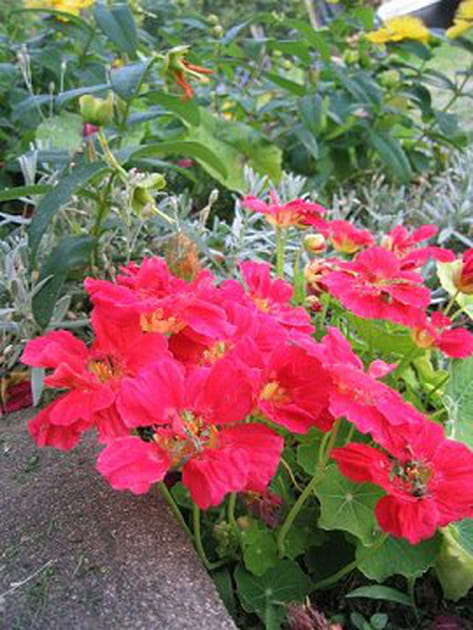 Semis de capucines naines