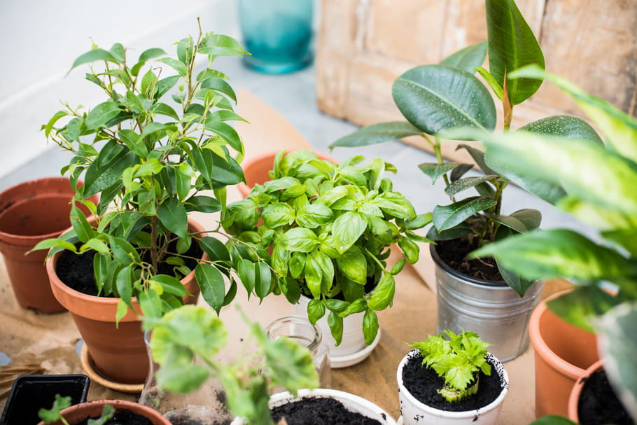 10 projets pour s'occuper de ses plantes et de son jardin pendant le confinement