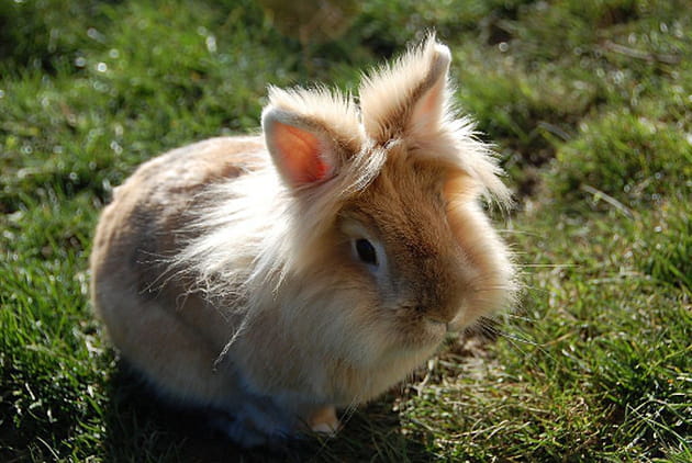 Ces animaux au look qui décoiffe