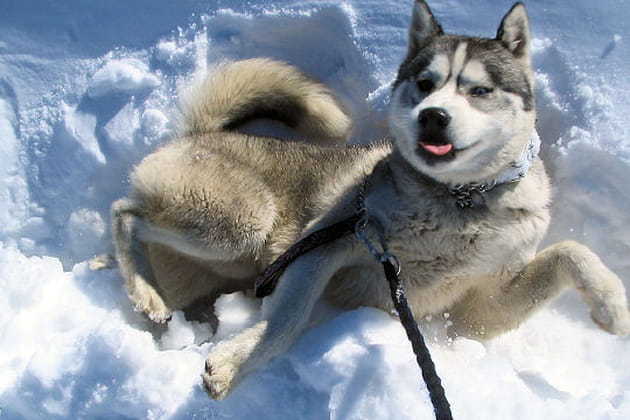 Valda&iuml;, husky au grand c&oelig;ur