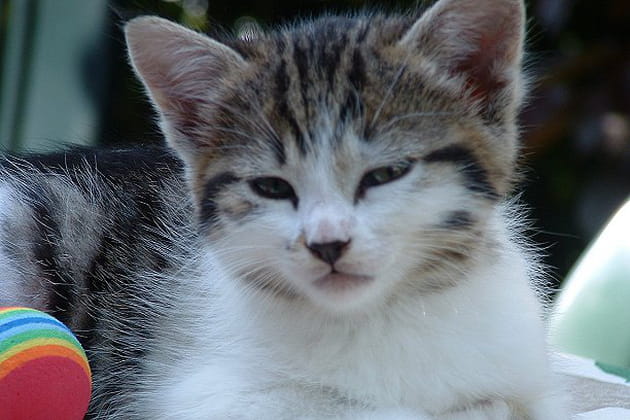 Songe d'une Princesse