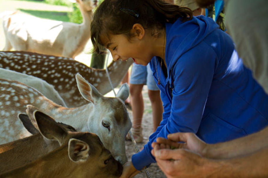 Parc animalier de Sainte-Croix : explorez les merveilles de la nature !