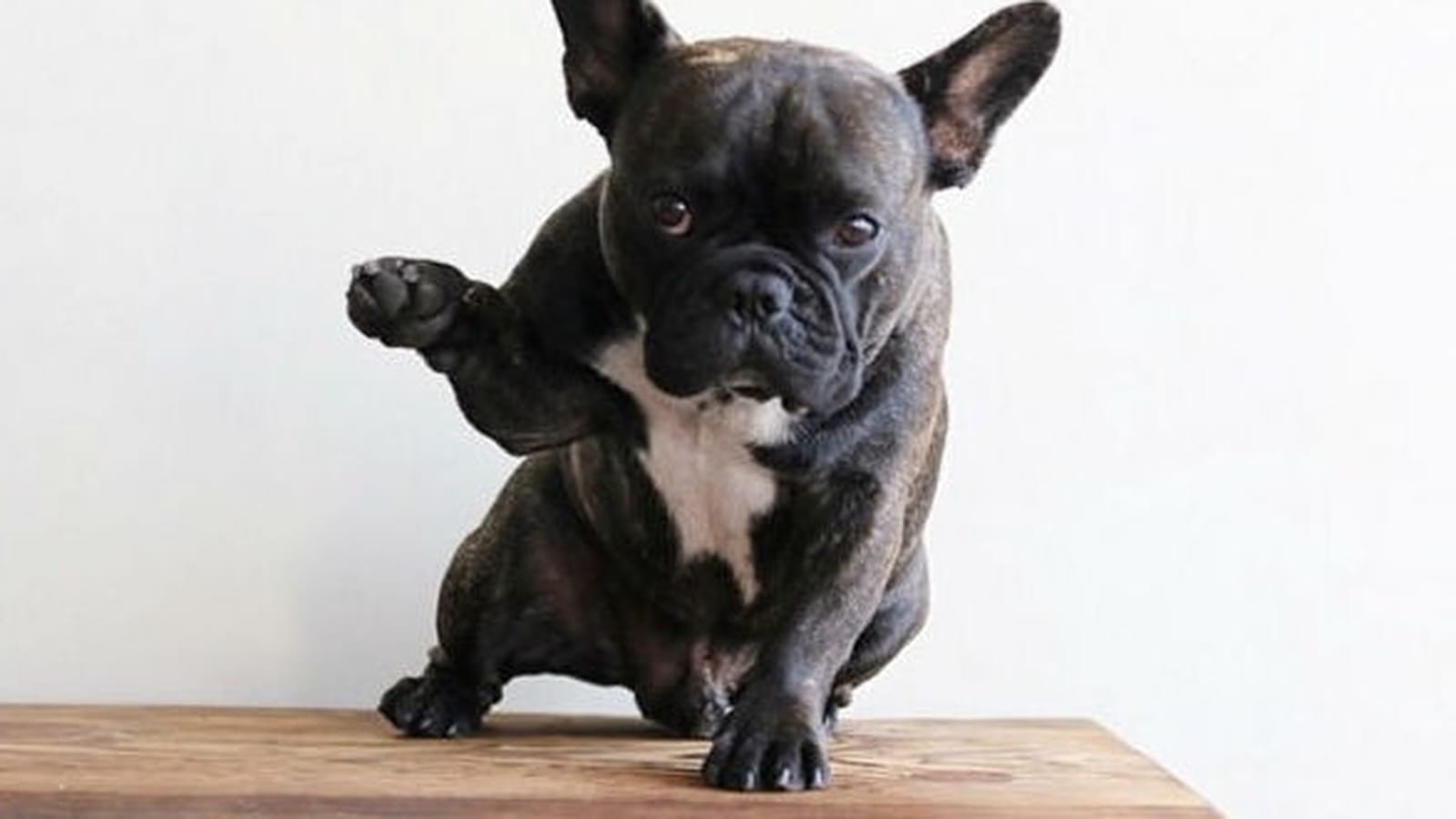 Charlie le bouledogue français
