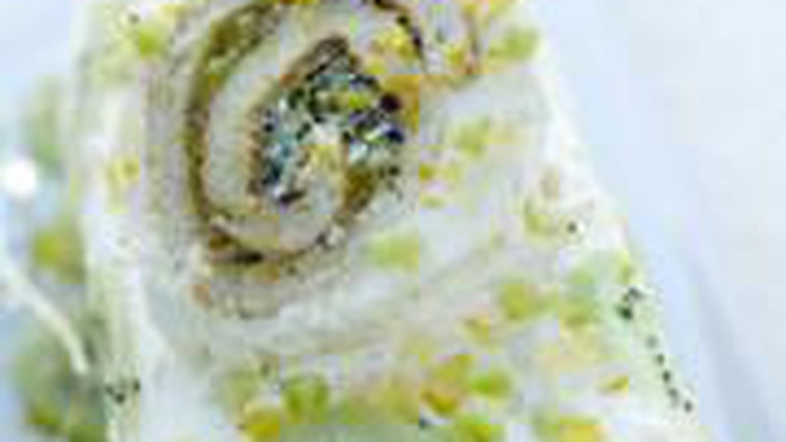 Roulé aux kiwis, crémeux chocolat blanc gingembre