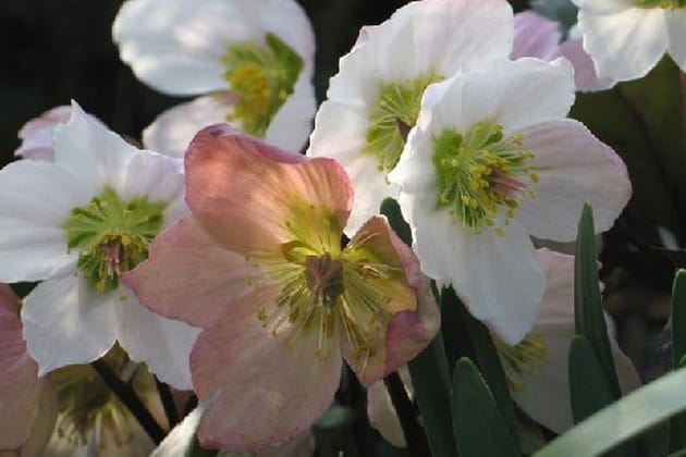 Des hell&eacute;bores de saison