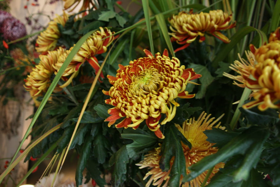 Fleurs de saison : quelles variétés en automne ?
