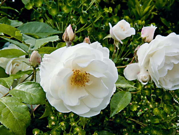 Le rosier 'F&eacute;e des Neiges'