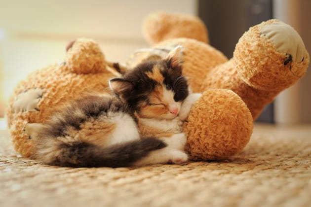 Un petit câlin avec son ours en peluche