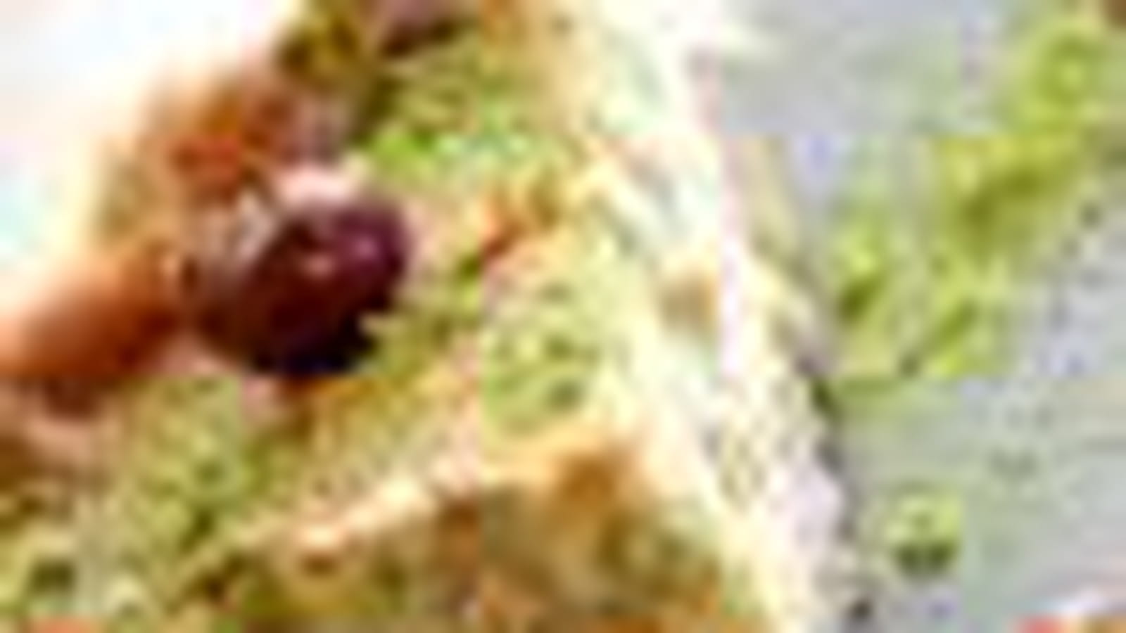 Cheesecake cerises